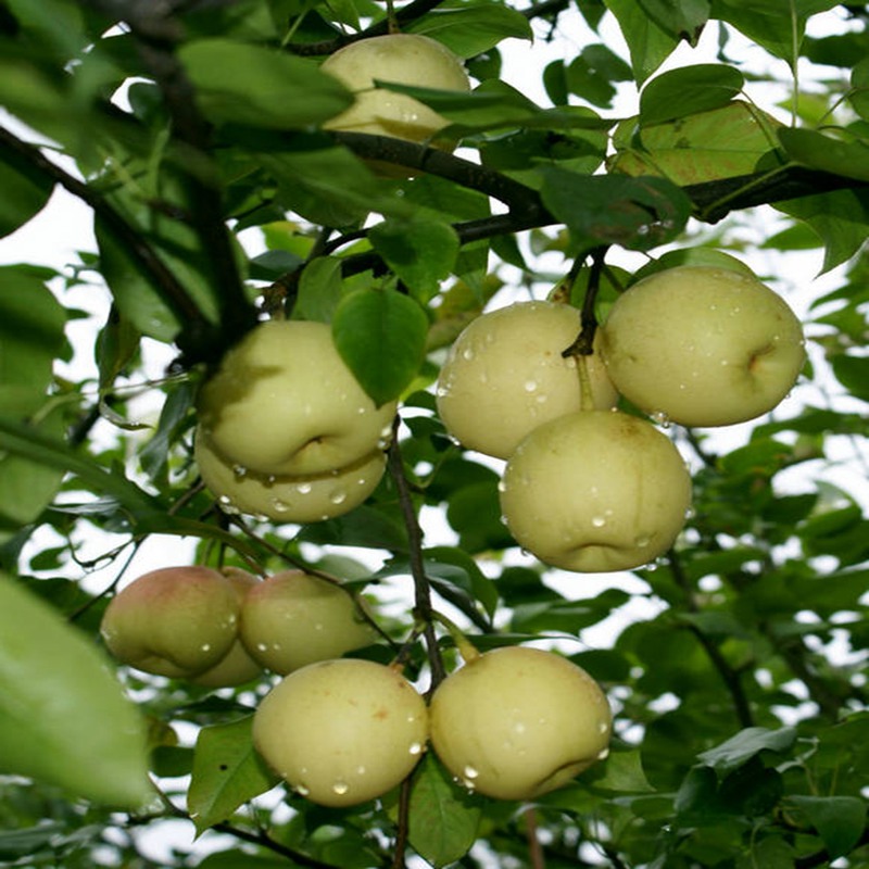平鄉(xiāng)夏玉梨苗,夏玉梨苗種植基地