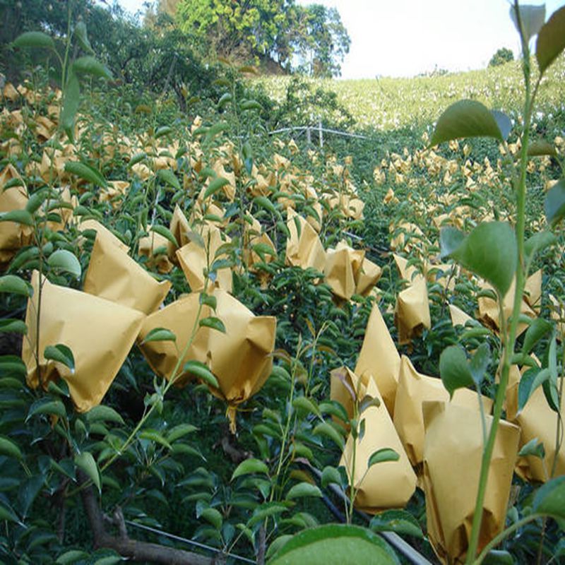 青龍金陽蜜5號(hào)梨苗,金陽蜜5號(hào)梨苗貨源地在哪里