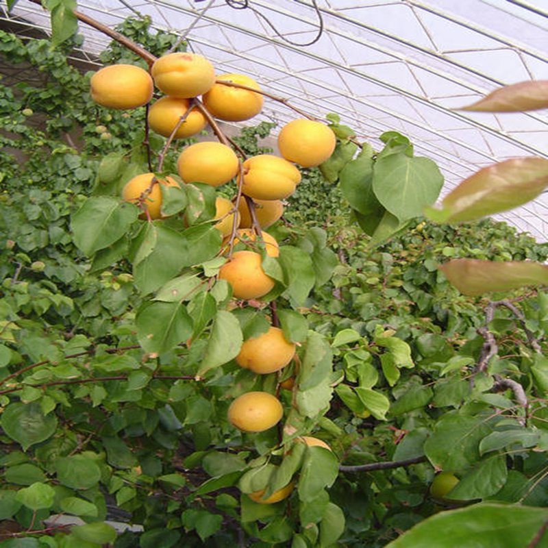 涼山,自產(chǎn)自銷杏苗種植基地2022消息