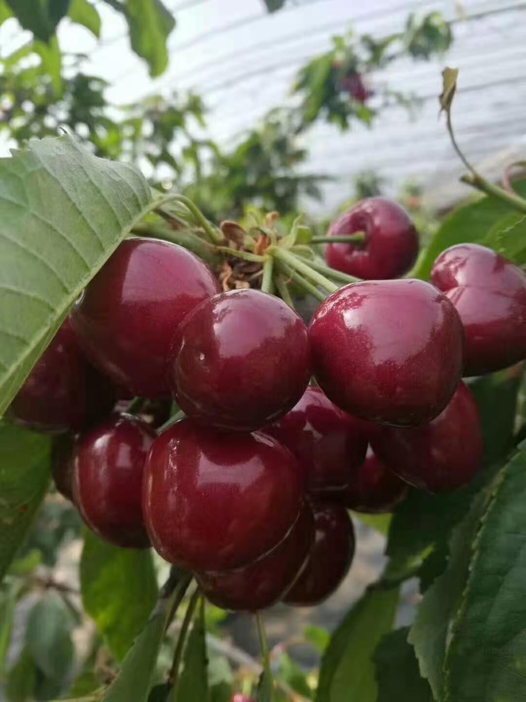 廣陵區(qū)種植環(huán)境瑞德櫻桃苗