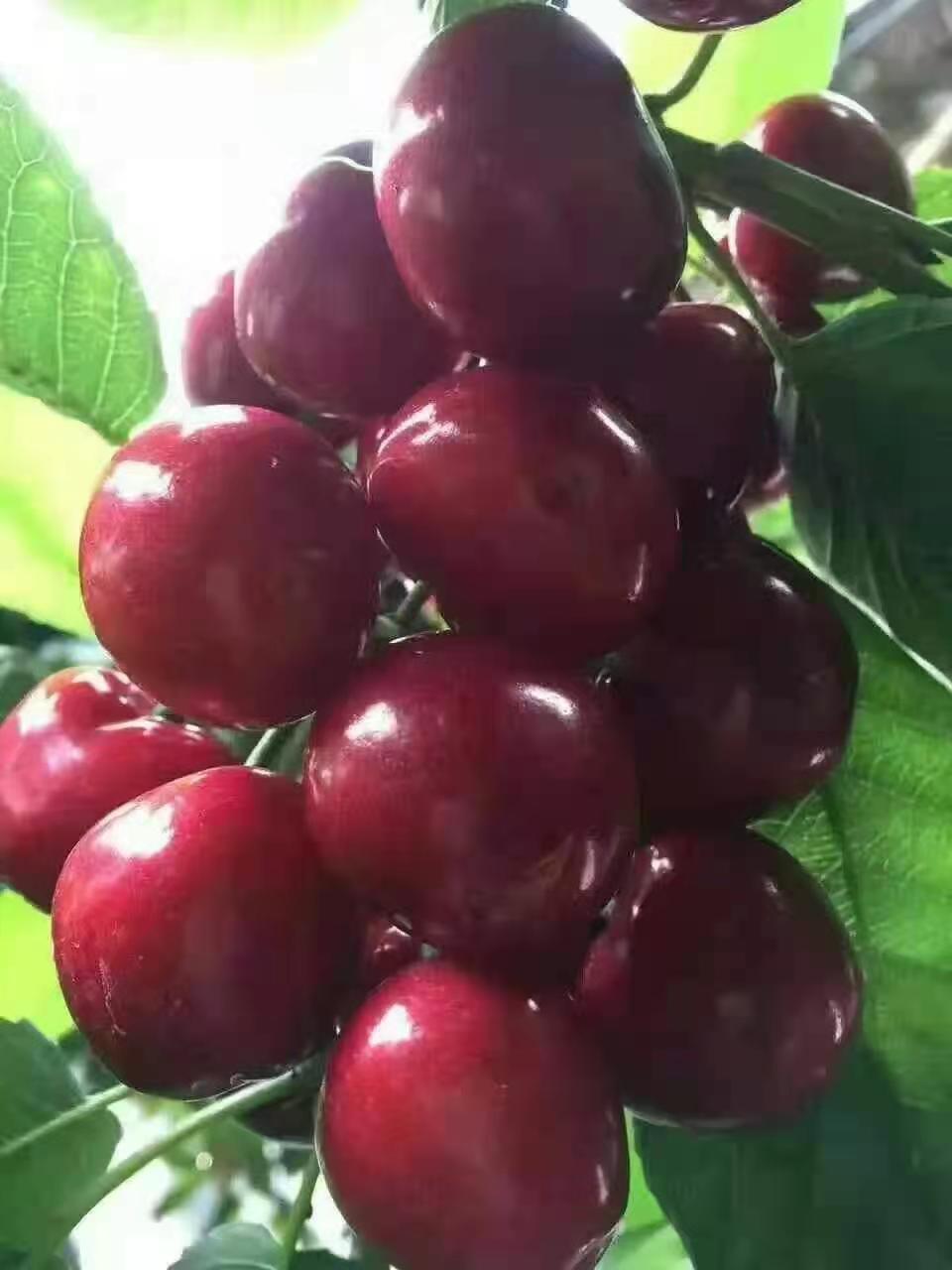 柳江高清圖佳紅櫻桃苗