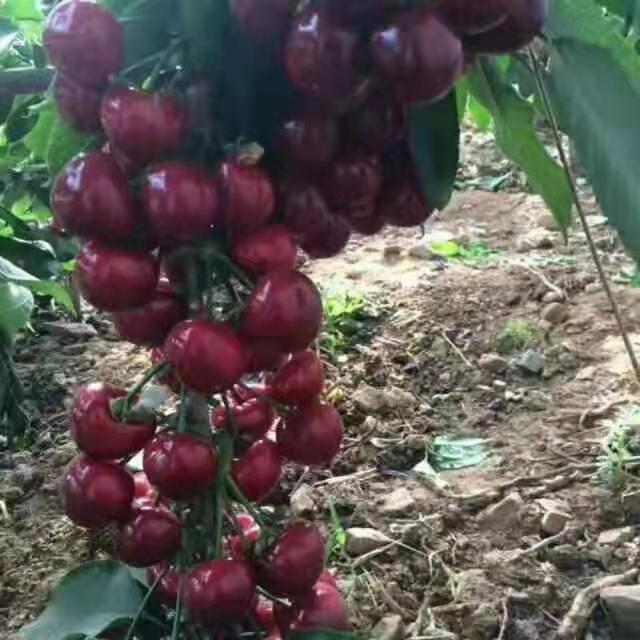 烏拉特后旗必看菲洛維亞櫻桃苗
