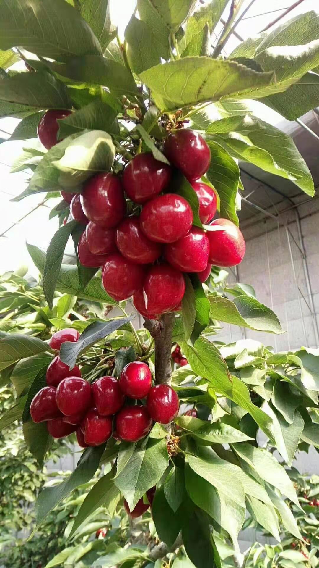 城北行情南陽(yáng)櫻桃苗