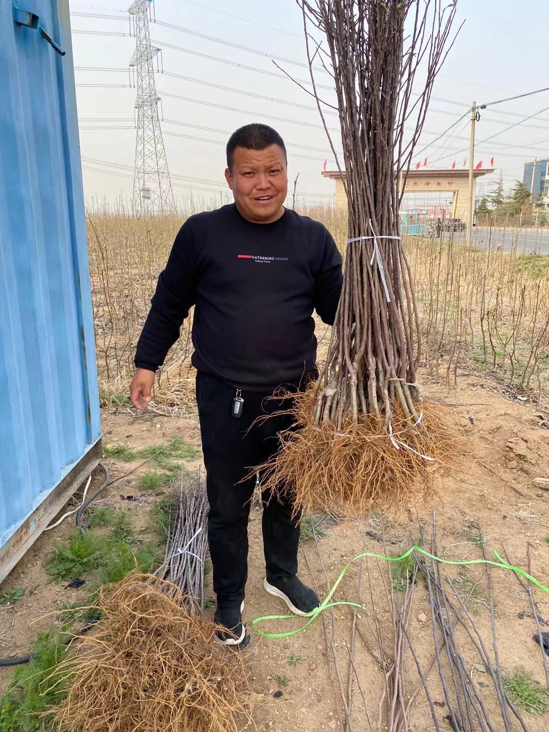 肇州點擊加拿大巨人櫻桃苗