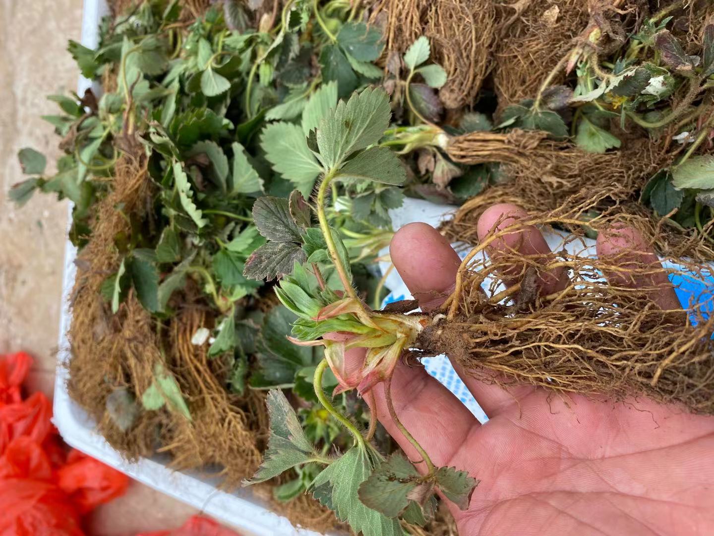 巍山彝族自治種植技術櫻桃小苗