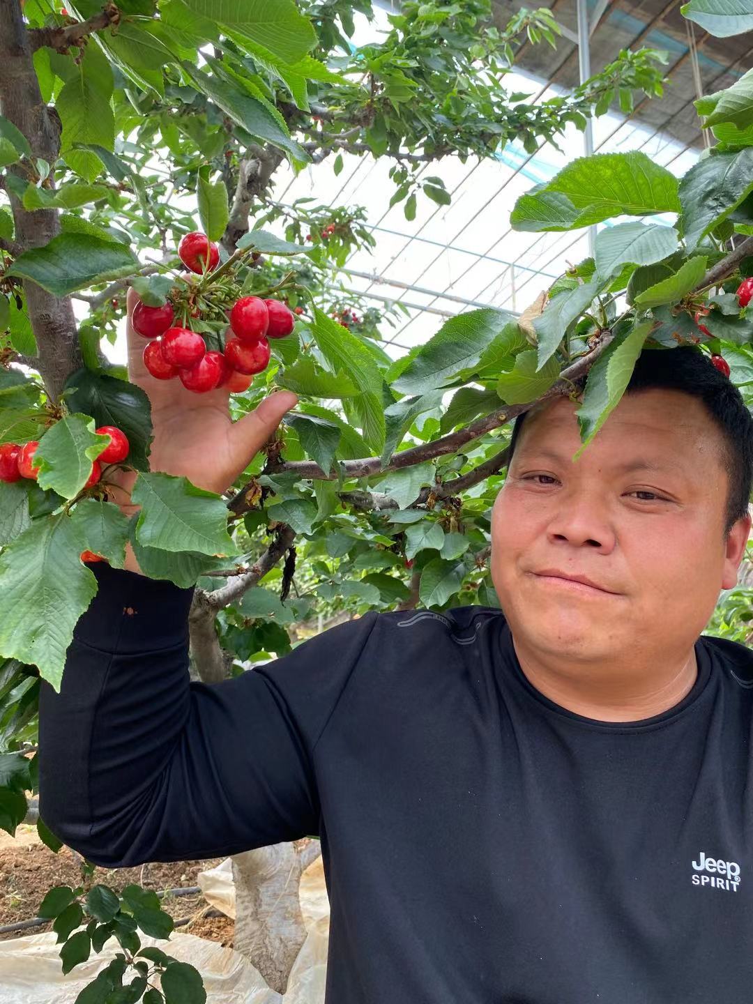 睢縣誠信商家黑珍珠櫻桃苗