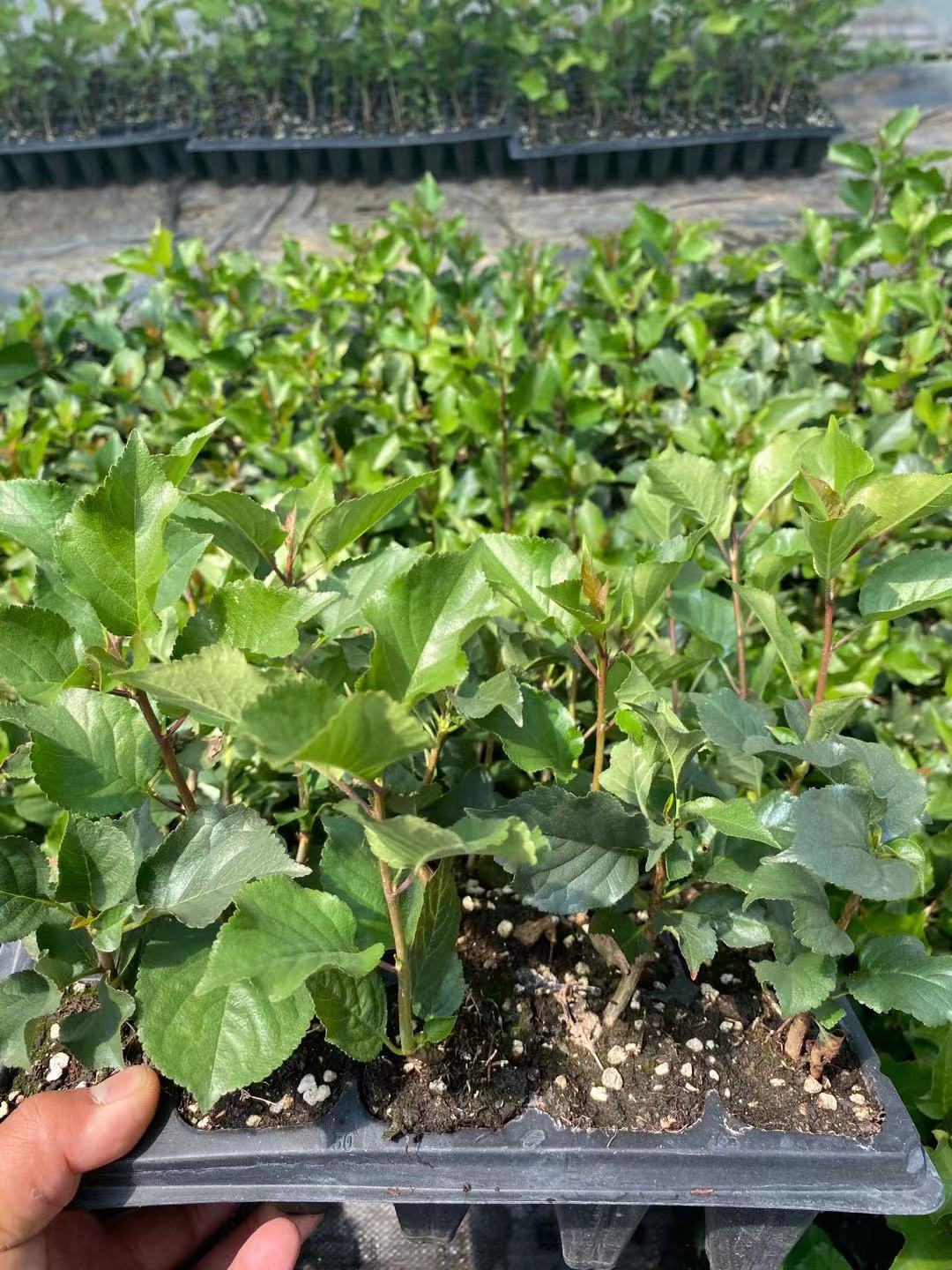 賽罕便宜的薩米托櫻桃苗2022價目表