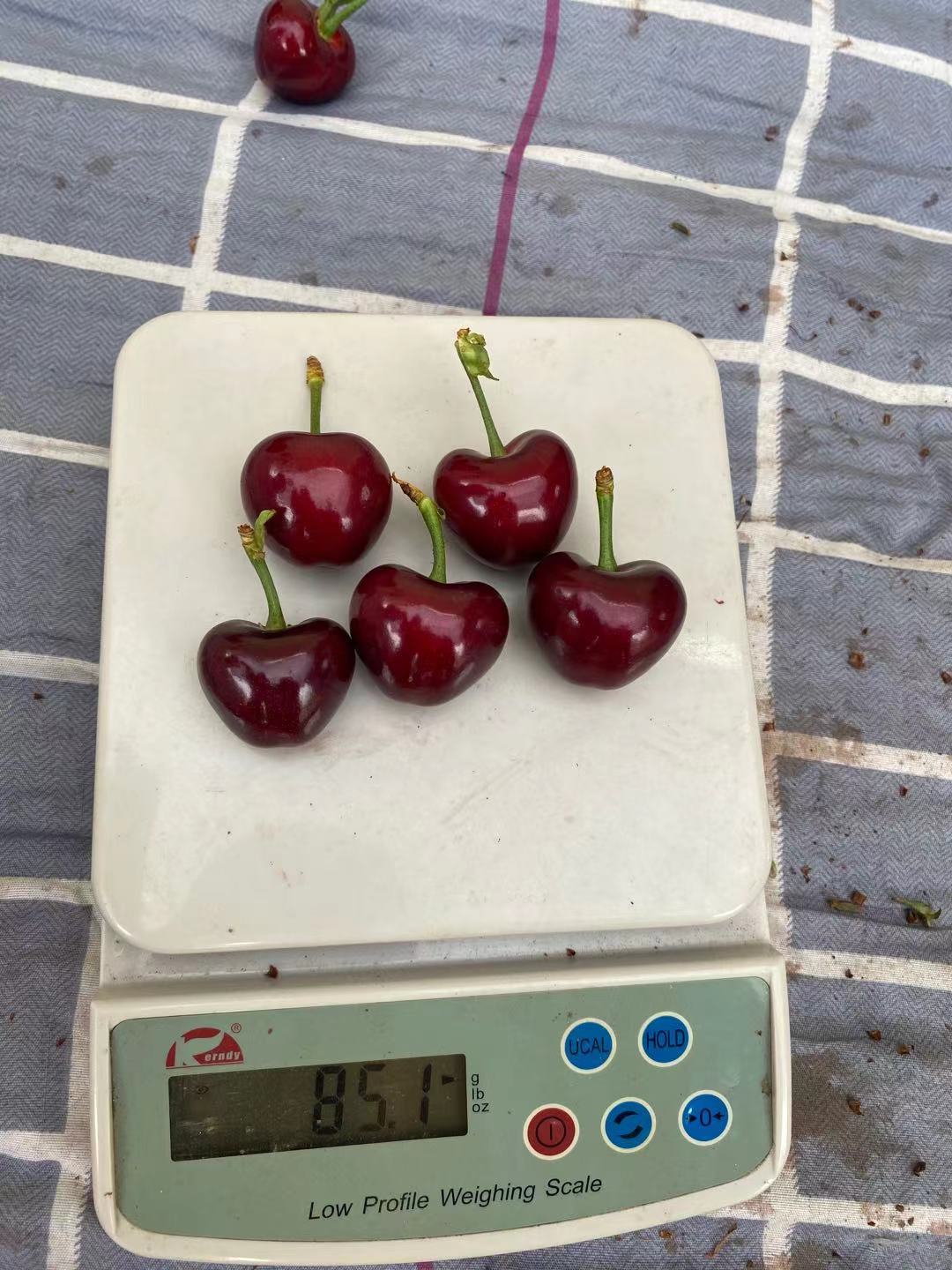 新林找哪家玉皇李子苗