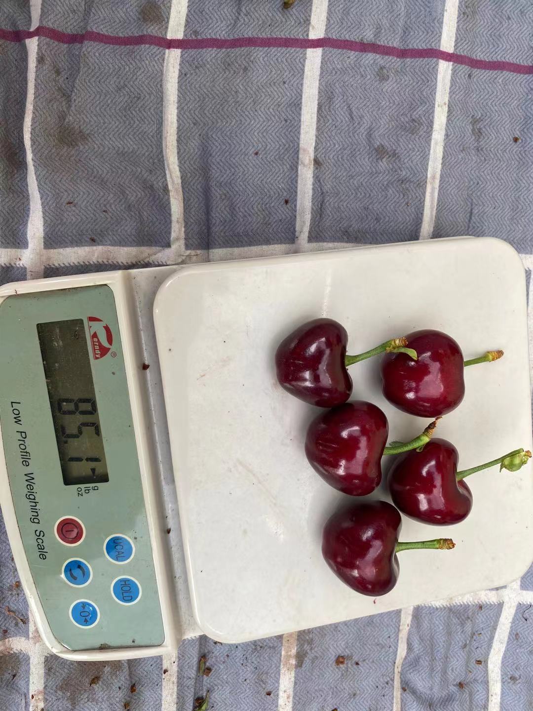 化州風味濃甜雷杰娜櫻桃苗