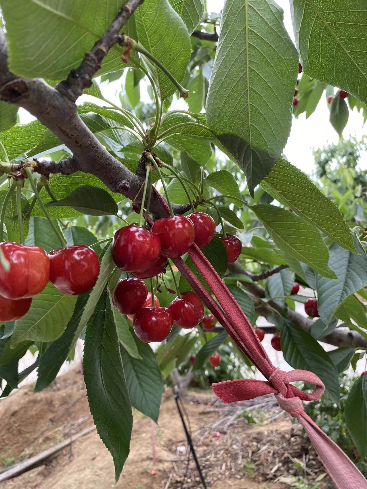 五常一亩产量多少沙王樱桃苗2023