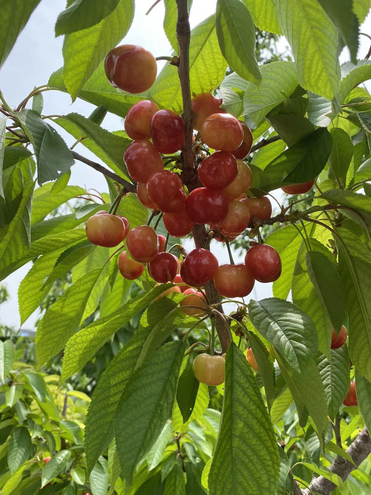 阿勒泰今年价格佳红樱桃苗2023价目表