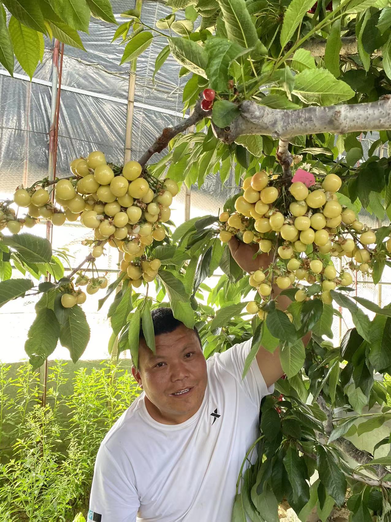 凉州区高产管理技术晚红珠樱桃苗价目表