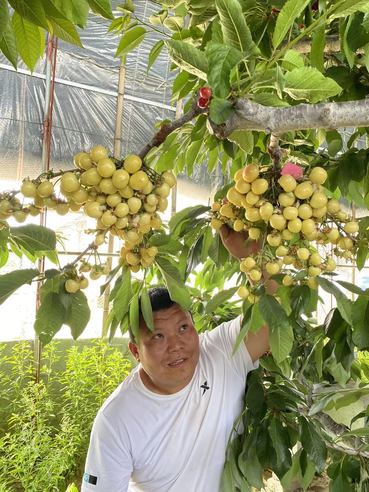 凌源市介绍龙冠樱桃苗上架