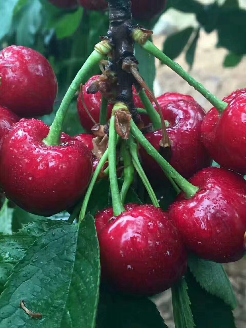 维西一亩产量多少红球樱桃苗2023