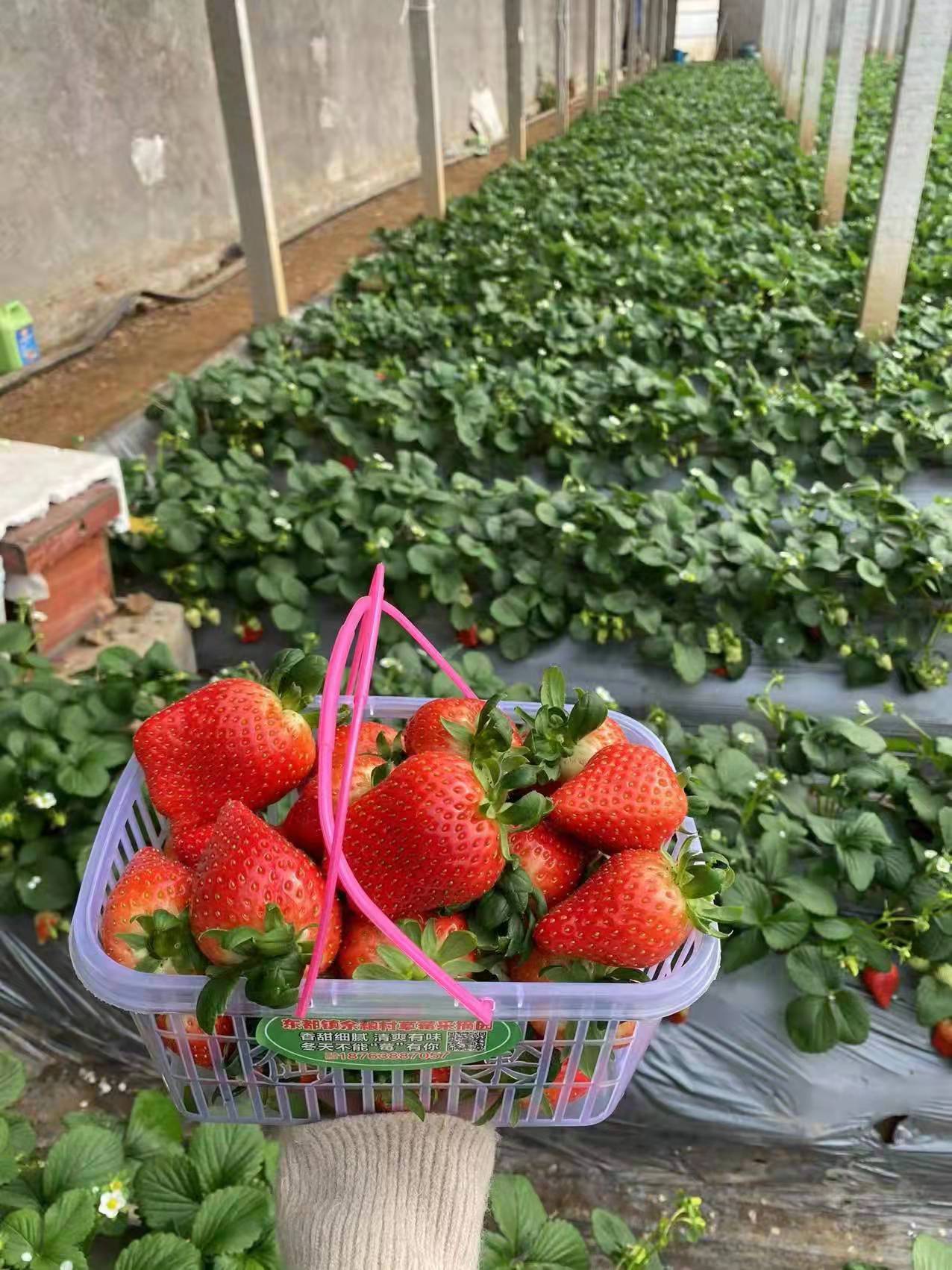 南明京藏香草莓苗2020年新报价2022资讯