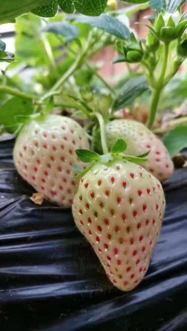 三水菠萝莓草莓苗有哪些优势2022榜