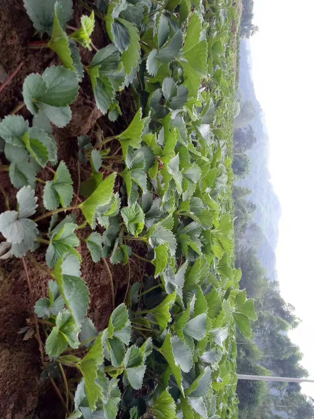 绥中桃薰草莓苗好不好旭昇园艺场基地直发现苗现发