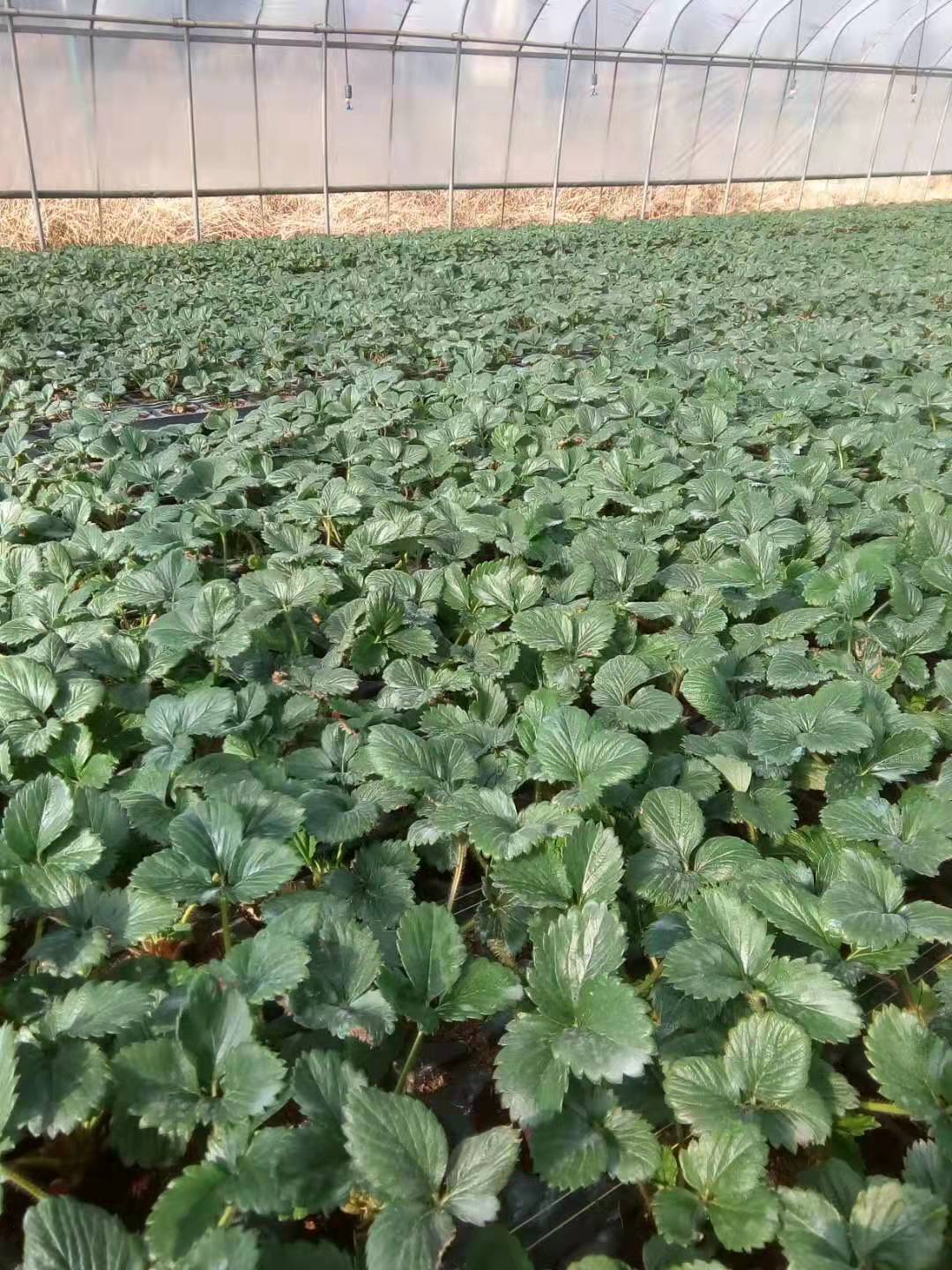 神农架大棚草莓苗价格低2022榜