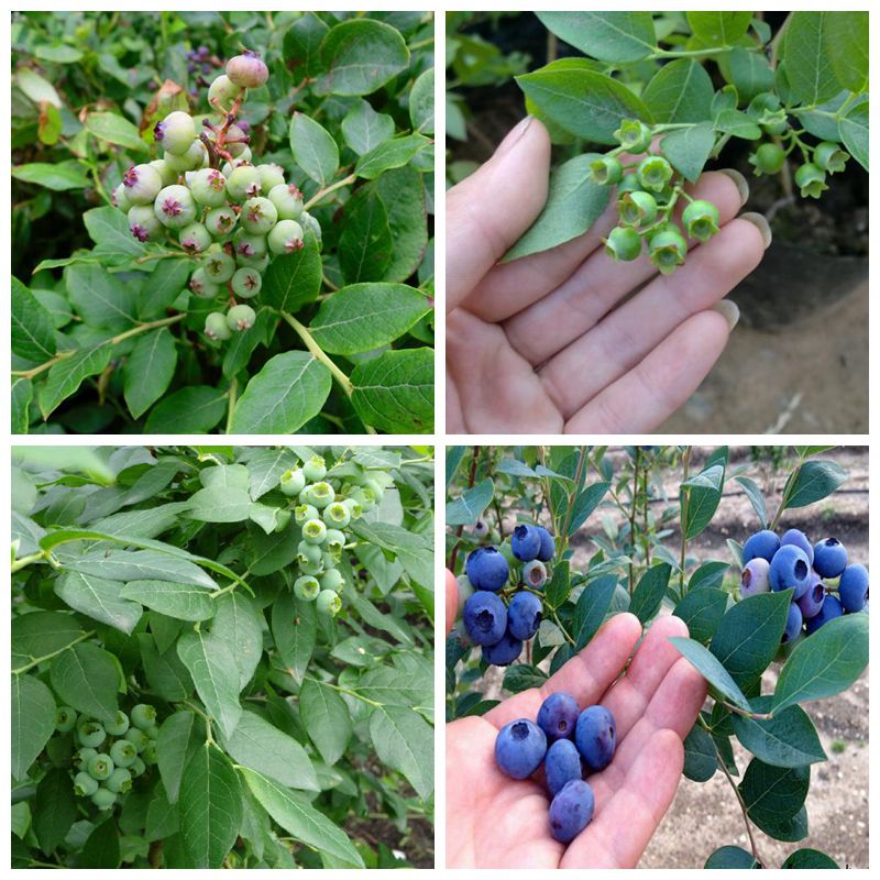 苍山,芬蒂蓝莓苗真的靠谱挂果蓝莓苗