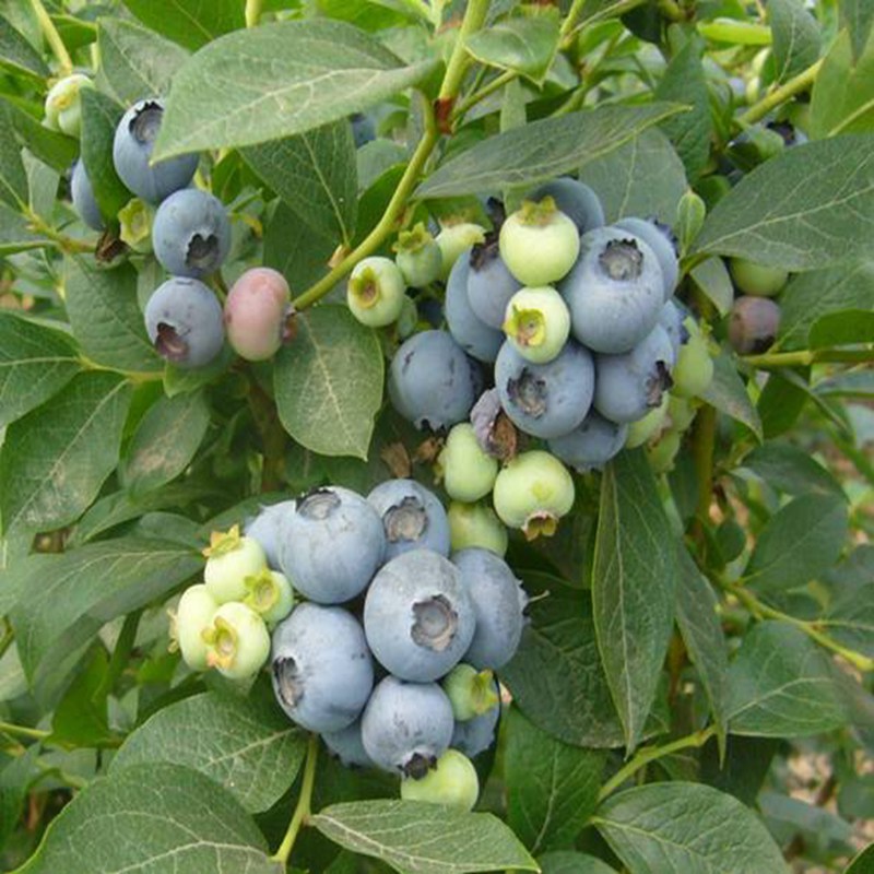 承德,品种蓝莓苗规格一览表2022价格表