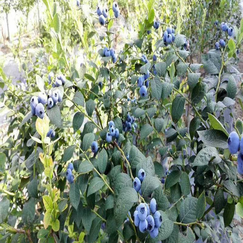 覃塘区,品种蓝莓苗农户2022榜