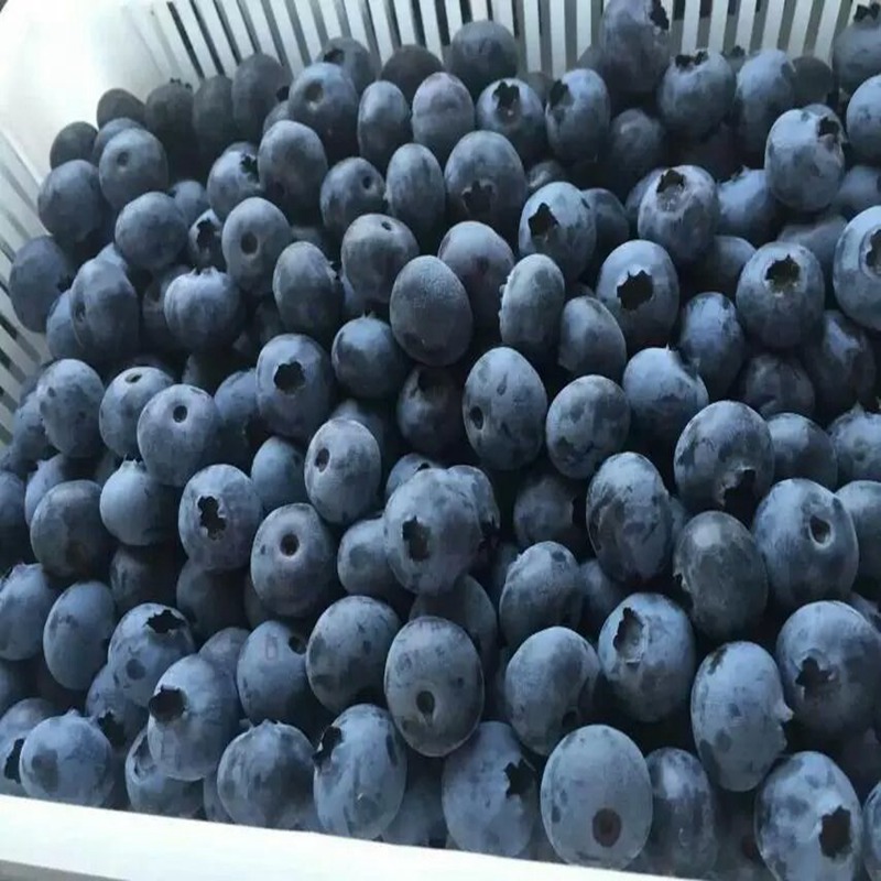 鄢陵,蓝鸟蓝莓苗品种介绍2023榜