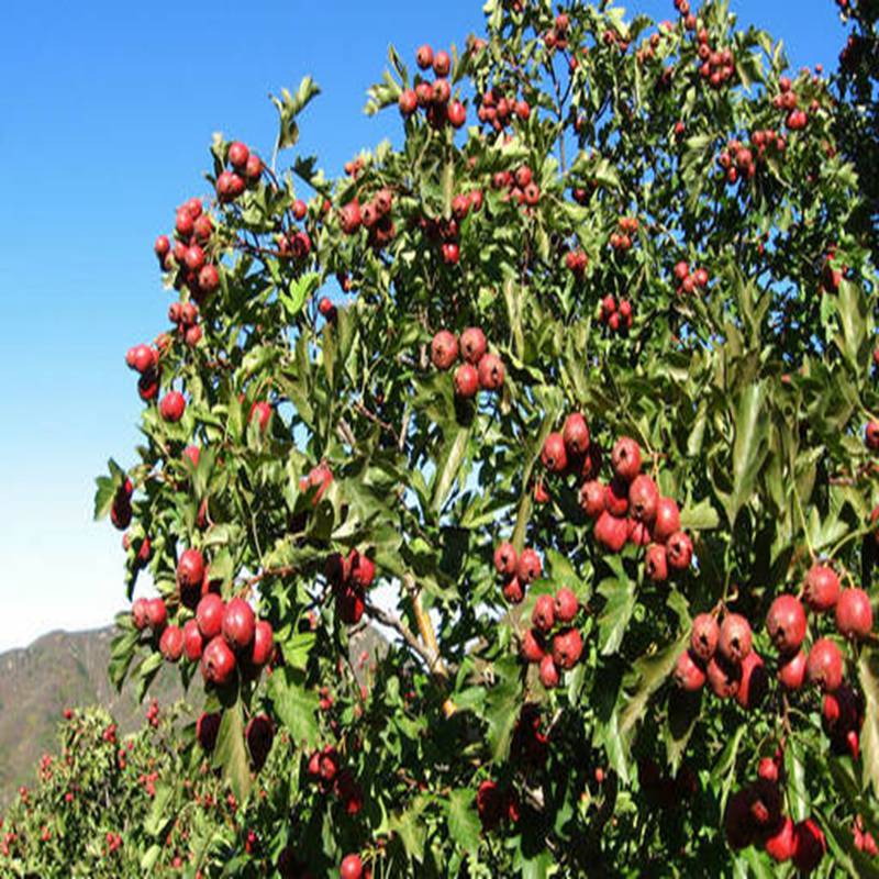 大金星山楂苗,高产山楂苗_2022已更新资讯