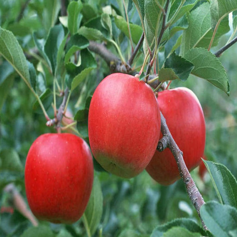 永修中秋王蘋(píng)果苗種植管理