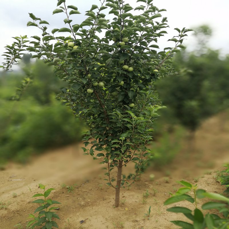 万盛烟3号苹果苗厂家供货