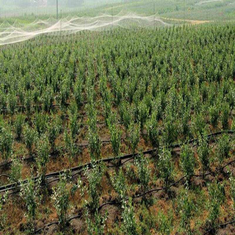 祁縣,公爵藍莓苗優惠2022資訊