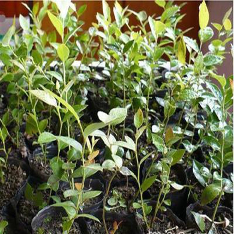 鄒城,四年生藍莓苗種植技術(shù)2022榜