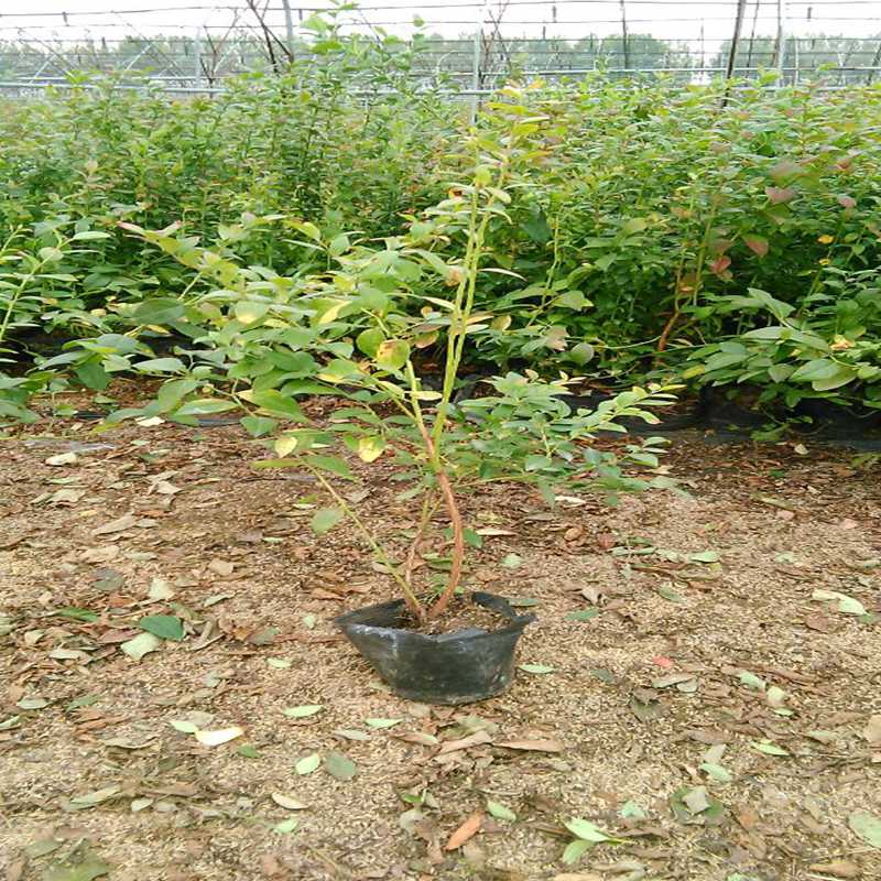 儀隴,藍鳥藍莓苗種植環境2022榜