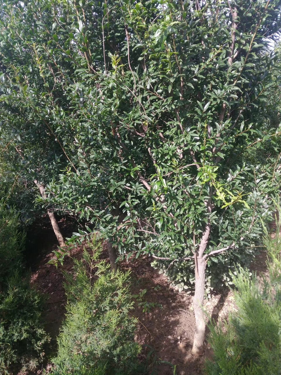 玉林,天红蛋石榴苗种植环境