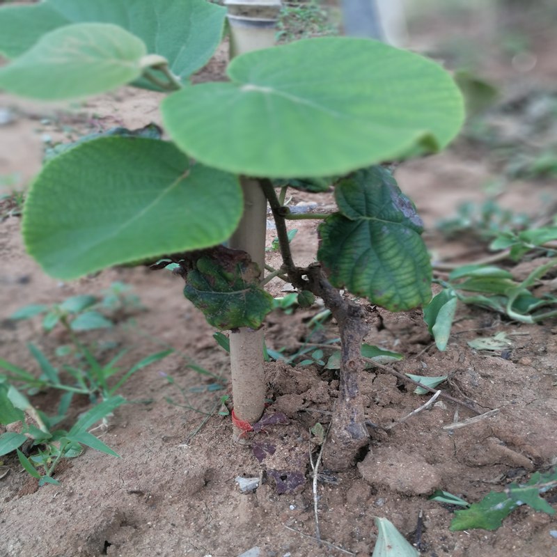 菏澤,四年生奇異果苗種植技術培育奇異果苗