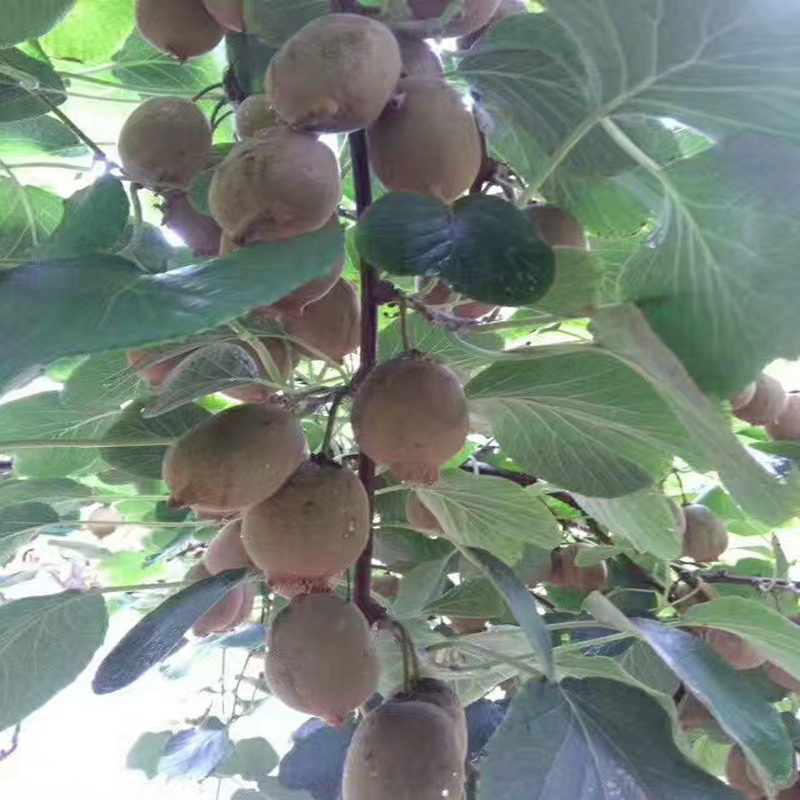 金華,怡香奇異果苗價格低三年生奇異果苗