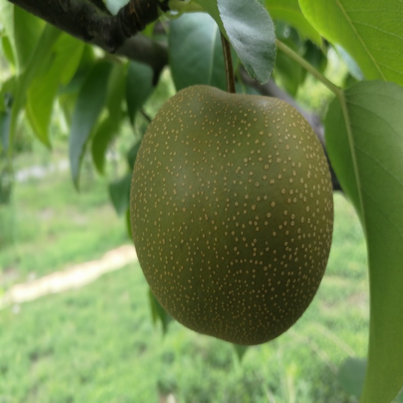 洋县,金阳蜜3号梨苗基地直供