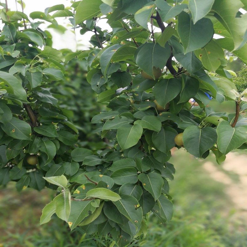 狮子山,金阳蜜4号梨苗推荐咨询