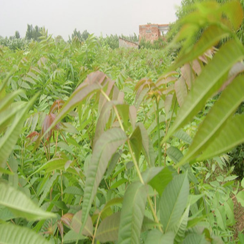 泸州自产自销香椿苗价格优势