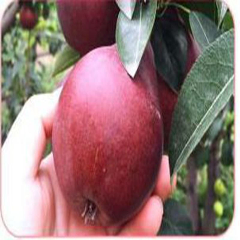 富寧,金陽(yáng)蜜2號(hào)梨苗種植基地
