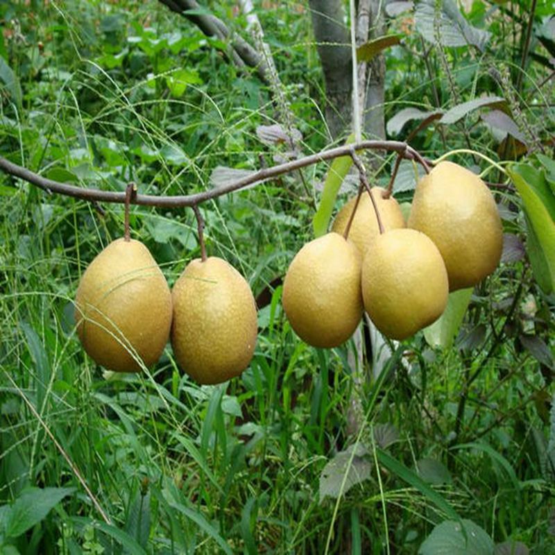 富寧,金陽(yáng)蜜2號(hào)梨苗種植基地