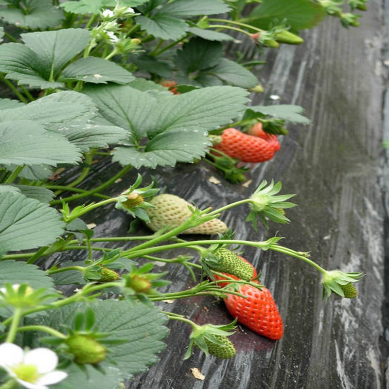 海州红袖添香草莓苗价格诚信经营2022资讯