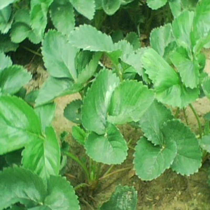 華縣白雪草莓苗產(chǎn)量2022榜
