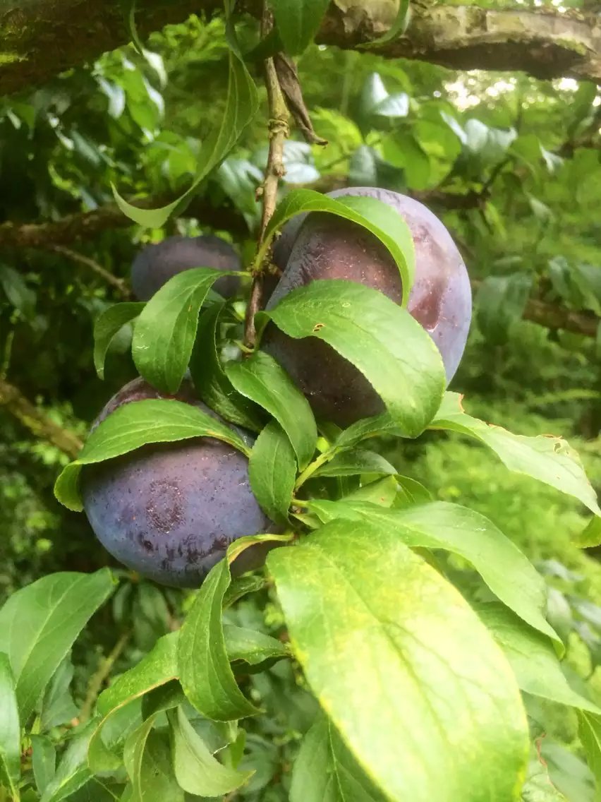 河池,红双喜李子苗质量好