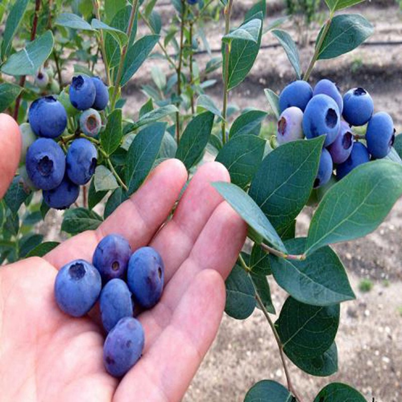 连山壮族瑶族自治,蓝莓树苗价格及报价2022榜
