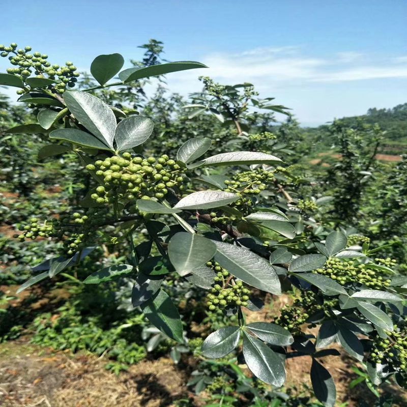 沙坪坝,花椒芽苗高产管理技术2022资讯