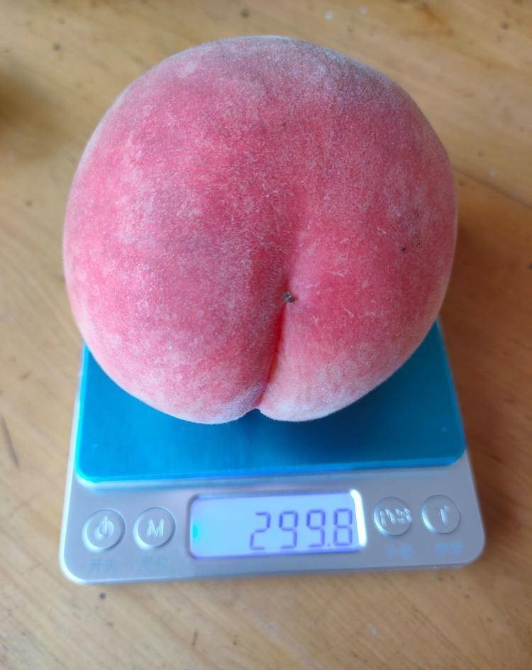 新疆阿勒泰桃子樹(shù)苗-新疆阿勒泰桃子樹(shù)苗批發(fā)