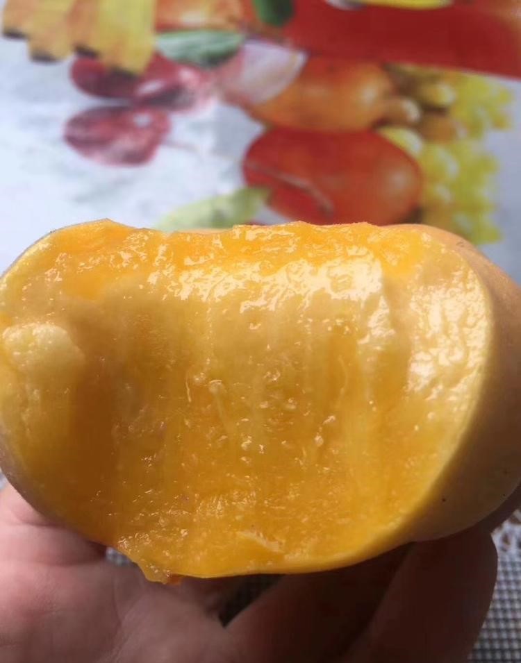 湖北恩施桃子苗-湖北恩施桃子苗批發(fā)