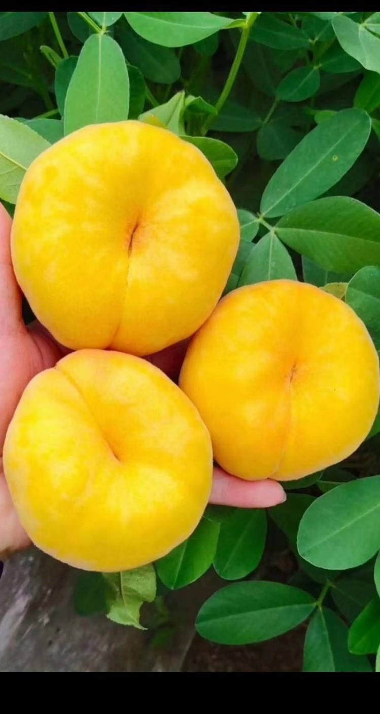 桃子苗-四川瀘州桃子苗基地-桃子苗哪里有賣