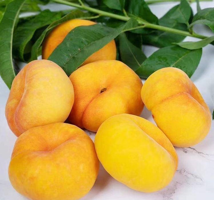桃子樹苗-新疆喀什桃子樹苗基地-桃子樹苗新品種