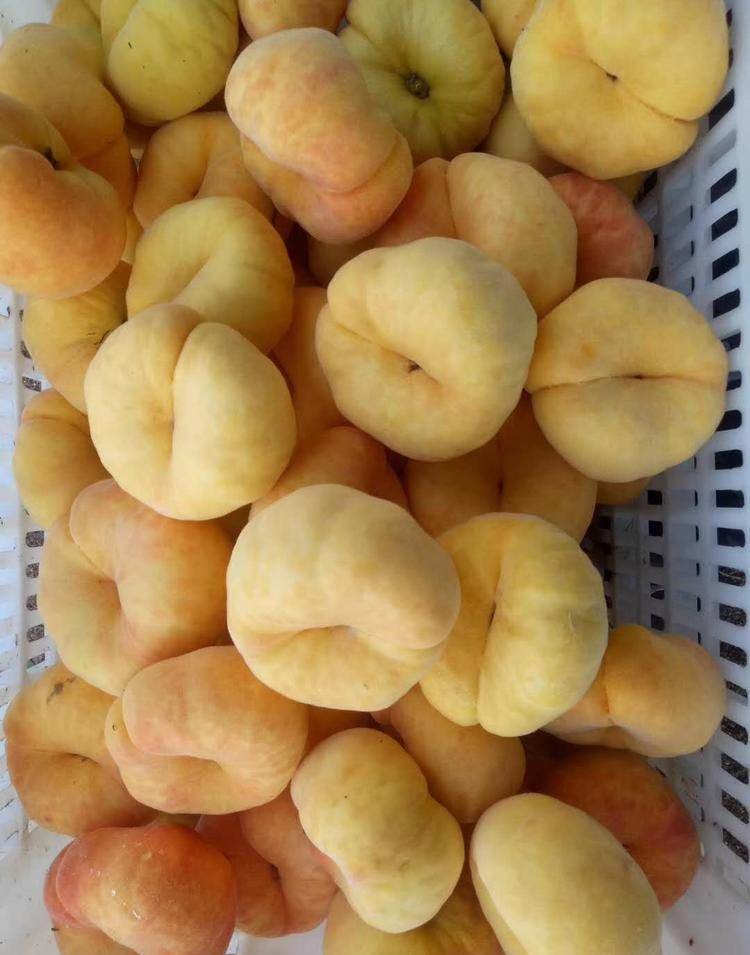 桃子樹苗-重慶涪陵桃子樹苗價(jià)格-桃子樹苗新品種